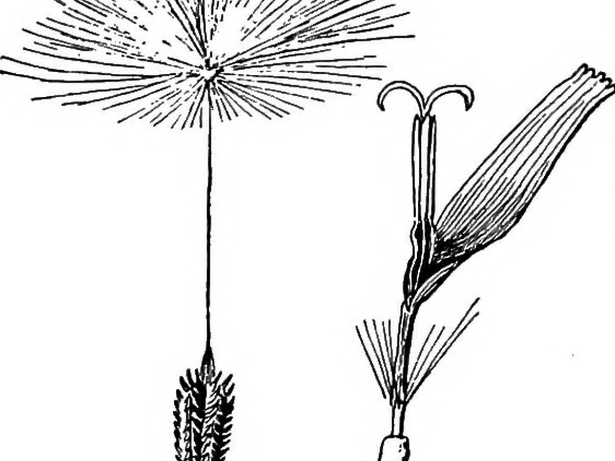 The History of the Umbrella — Mechanisms and the Birth of the Folding Frame